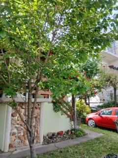 Apartman SWEET Zrenjanin