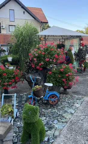 Rascvetano dvorištance