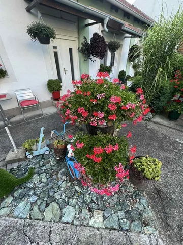 Rascvetano dvorištance