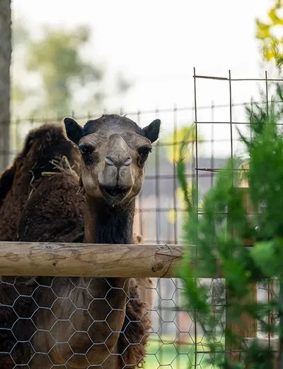 Zoo vrt Vrnjci - Vrnjačka Banja