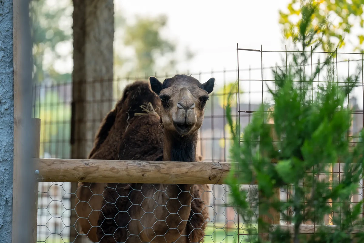 ZOO vrt Vrnjci - Životinjsko carstvo nadomak Vrnjačke Banje