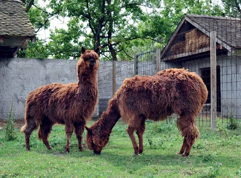 ZOO vrt Vrnjci - Životinjsko carstvo nadomak Vrnjačke Banje