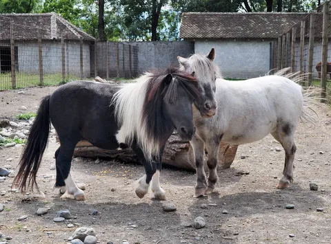 ZOO vrt Vrnjci - Životinjsko carstvo nadomak Vrnjačke Banje