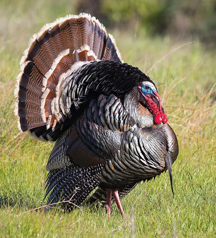 ZOO vrt Vrnjci - Životinjsko carstvo nadomak Vrnjačke Banje