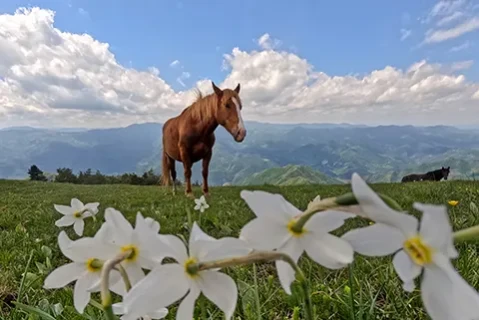 Planina Stolovi - okolina Vrnjačke Banje