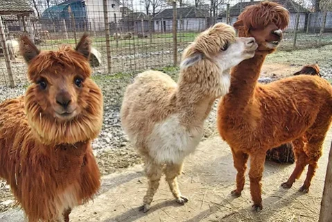 Zoo vrt Vrnjci - odličan izlet za porodicu - Vrnjačka Banja